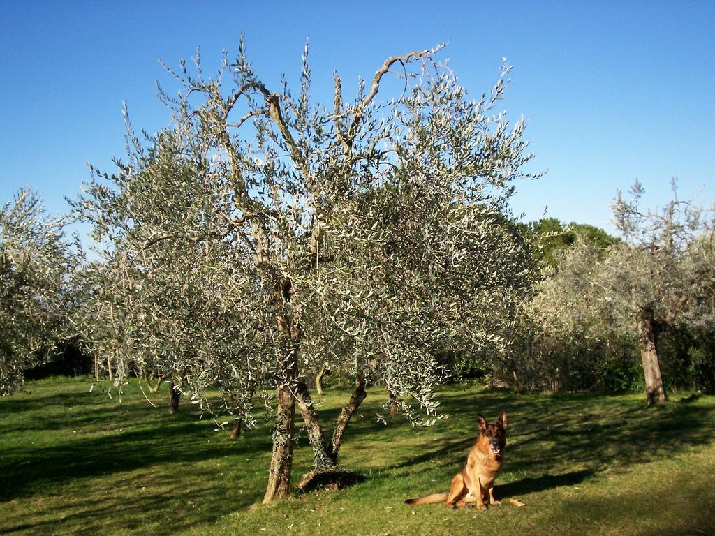Podere Il Caggio Rooms San Gimignano Exterior photo